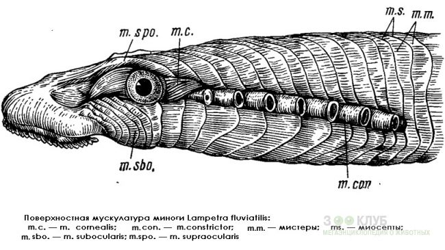 Lampetra fluviatilis (Linnaeus, 1758)